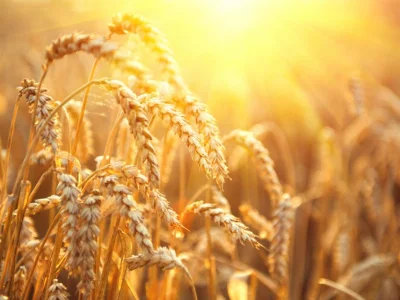 The Holy Day of Shavuot