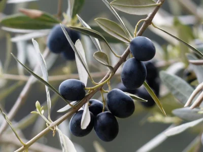 Fullness of the Gentiles