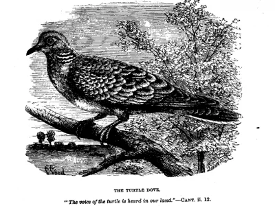 The Voice of the Turtledove
