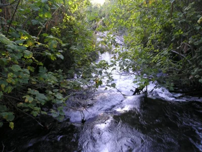River of Life