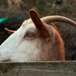 The Blood of Bulls and Goats