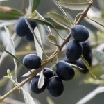 Fullness of the Gentiles